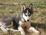 Siberian Husky M si F  4 luni