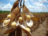 soia nemodificata genetic