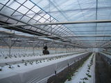 Solarii profesionale import Coreea