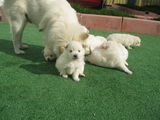 spitz japonez,pomeranian