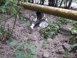 Spre adoptie