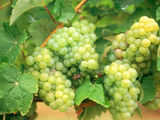 Struguri de Vin