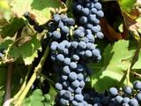 Struguri de vin