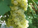 Struguri de vin, calitate la standarde inalte.