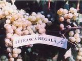 Struguri de vin Feteasca Regala si Merlot