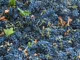 Struguri pentru vin