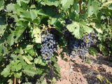 STRUGURI VIN