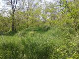 teren 5000 mp barnova intravilan
