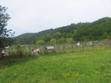 Teren forestier - padure 1ha