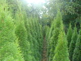 Thuja occidentalis "Smaragd" si Picea pungens "Argentea"