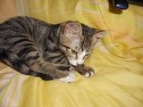 Tigrut spre adoptie