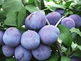tuica de pruna