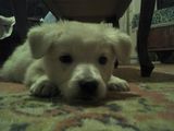 Urgent adoptie
