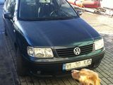 urgent polo