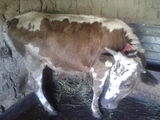 vaca 1an si 6luni