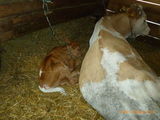 Vaca Baltata