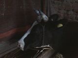 vaca baltata ro