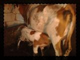 vaca baltata romaneasca