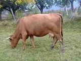vaca baltata romaneasca