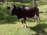Vaca de vanzare