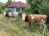 Vaci/Vitei Baltata Romaneasca de Maramaures - 4 bucati