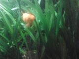 Vallisneria Americana_Plante de Acvariu