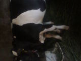 vand 2 vitele  holstein