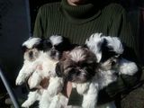 Vand 4 catei shih tzu superbi