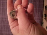 Vand 5 pui de hamster pitic