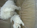 Vand 6 pui Bichon Maltese