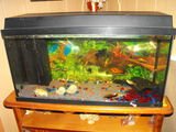 vand acvariu complet echipat 100 l+pesti+sanitar-450 lei