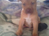 Vand American Pitbul