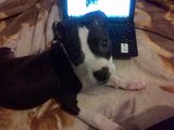 vand amstaff