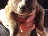 vand amstaff pui