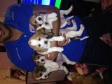 Vand beagle