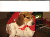 Vand Beagle