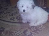vand bichon