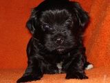 Vand Bichon