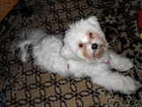 Vand bichon