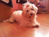 Vand bichon