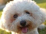 Vand bichon alb cret