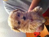 Vand bichon baiat si fata