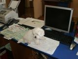 Vand bichon bolognese