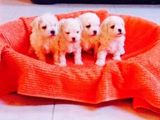 Vand bichon bolognese