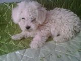 vand bichon frise