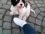 Vand bichon havanez !