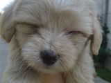 Vând Bichon Havanez !