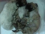 vand bichon havanez