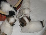 vand bichon havanez in varsta de 3 luni