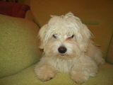 Vand Bichon Maltese